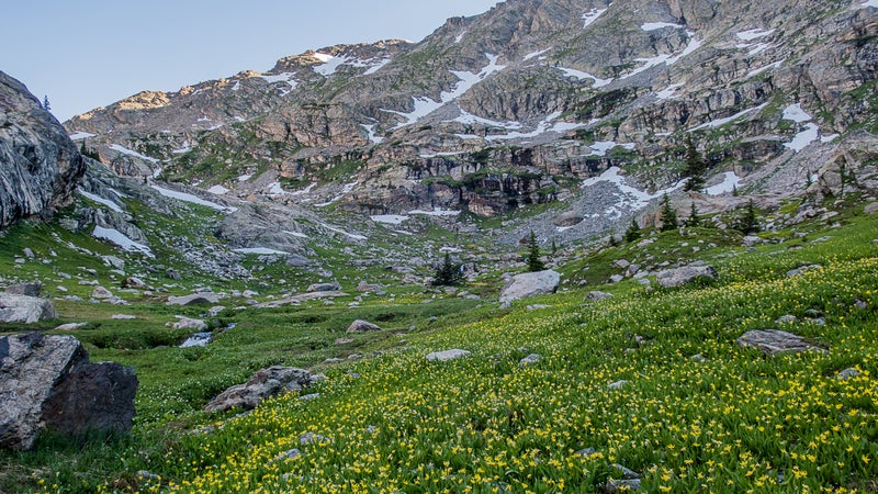 A carpet of avalanche lilies in upper Hell Canyon