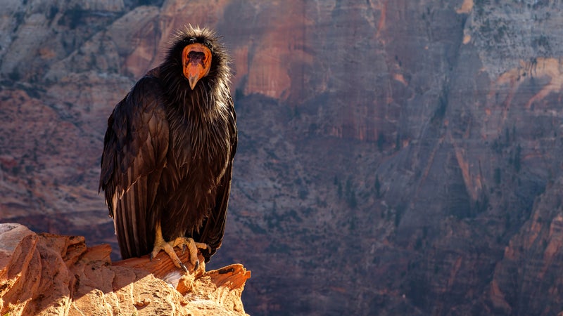 Zion National Park