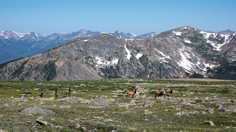 A herd of cow elk at Sprague Pass, just off the Continental Divide Trail