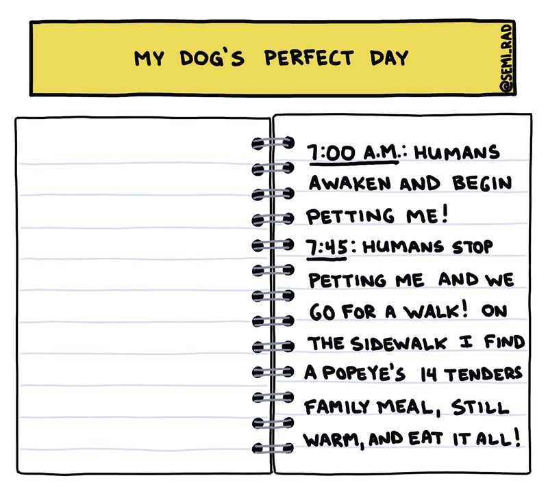 my dog's perfect day