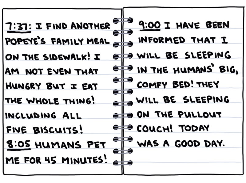 my dog's perfect day