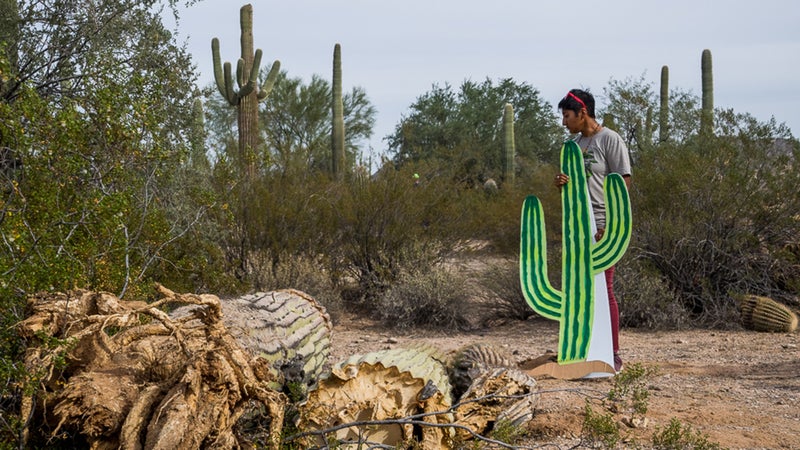 Amber Ortega, of the Tohono O'odham Nation, observes bulldozed saguaro cactus.