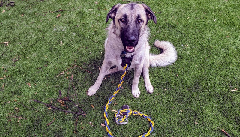 Our youngest child, Teddy, loves wearing her leash almost as much as you loves taking it off.