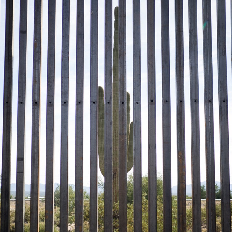 Saguaro cactus stands on the Mexico side of the border wall at Organ Pipe.