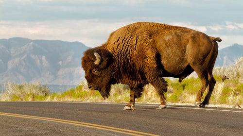An American bison crosses the road in Antelope Island State Park.