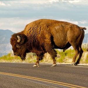An American bison crosses the road in Antelope Island State Park.