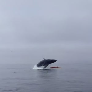 The Whale Detective
