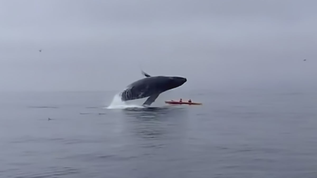 A New Documentary Explores One Man's Whale Obsession