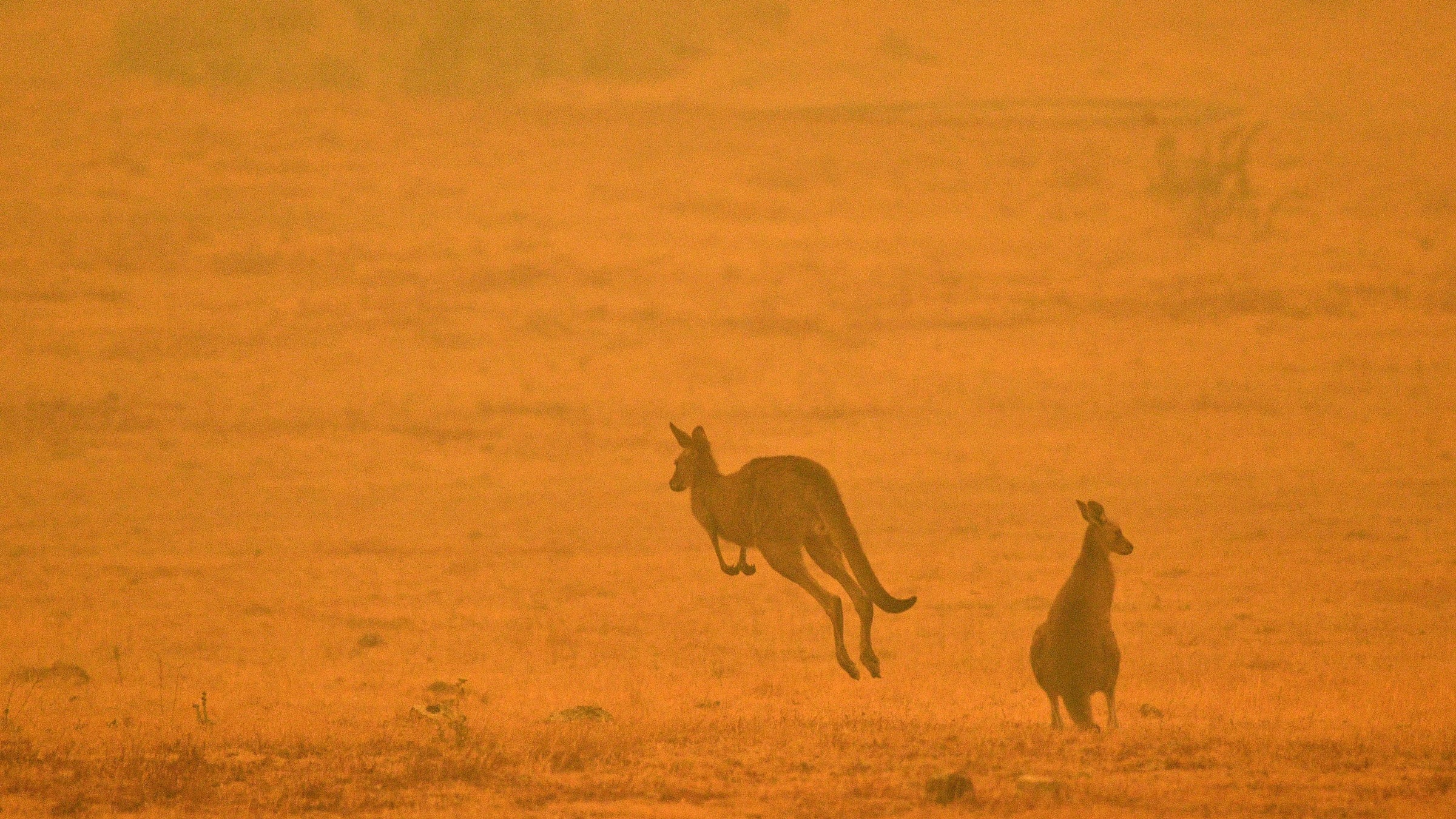 "The Australian fires are just one more event along the path to our planet’s sixth mass extinction," writes Wes Siler.