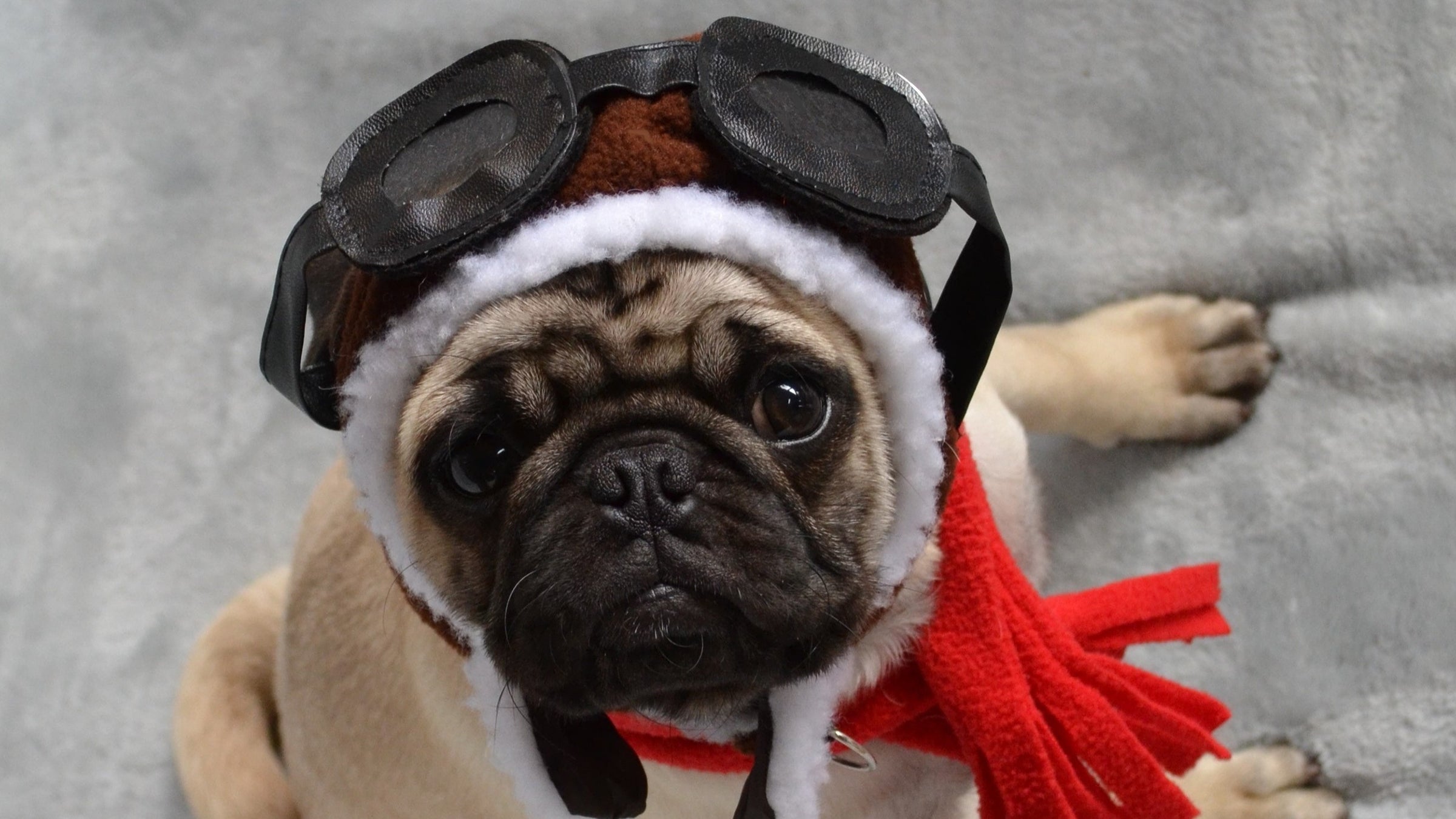 Not all fake service dogs where aviator caps. 