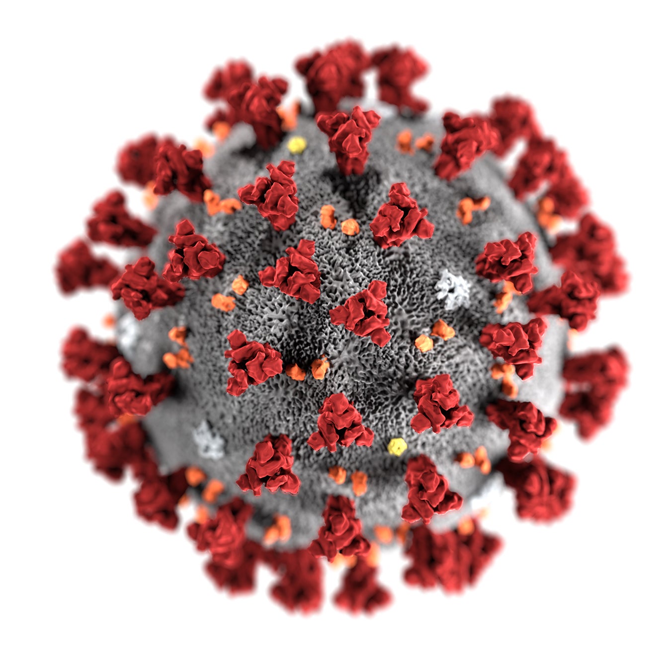 This illustration, created at the Centers for Disease Control and Prevention (CDC), reveals ultrastructural morphology exhibited by the 2019 Novel Coronavirus (2019-nCoV). Note the spikes that adorn the outer surface of the virus, which impart the look of a corona surrounding the virion, when viewed electron microscopically. This virus was identified as the cause of an outbreak of respiratory illness first detected in Wuhan, China.