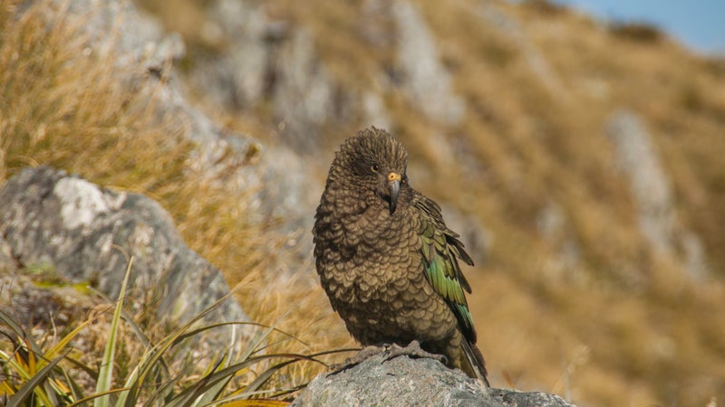 New Zealand South Island