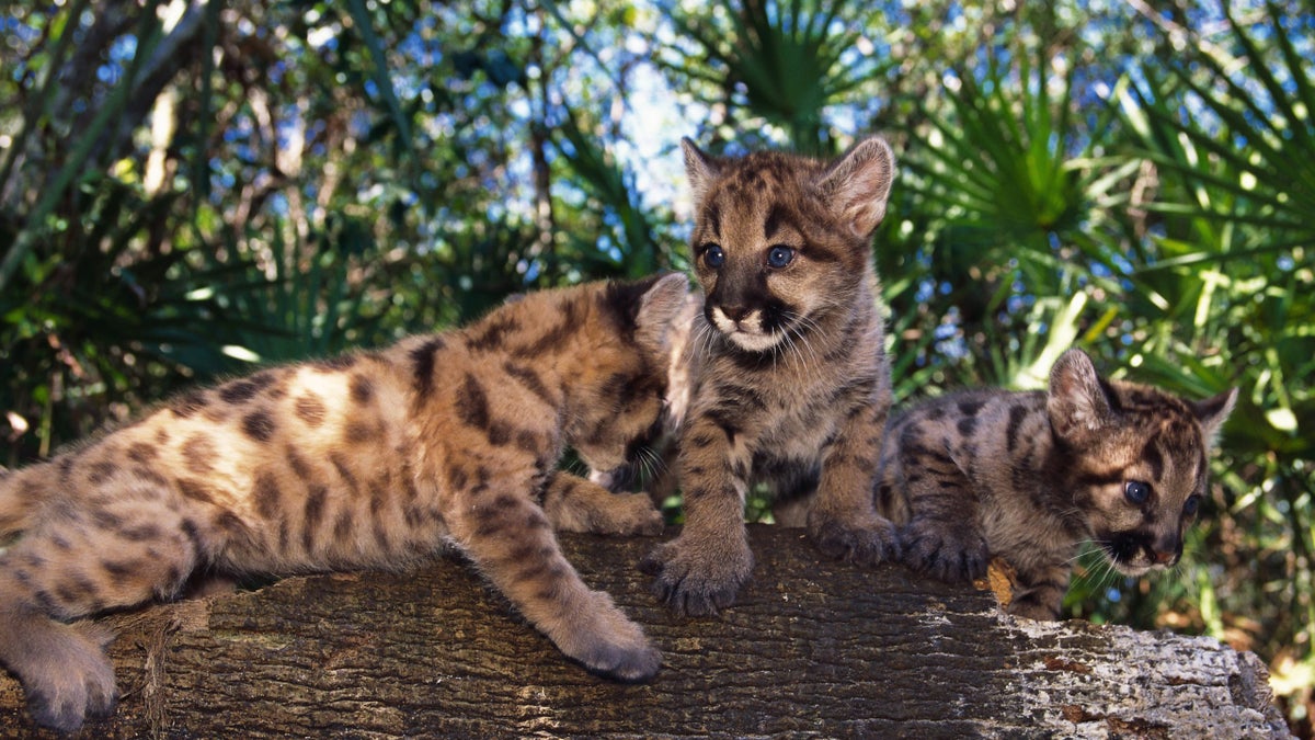 Florida Panthers Infant Home Jersey