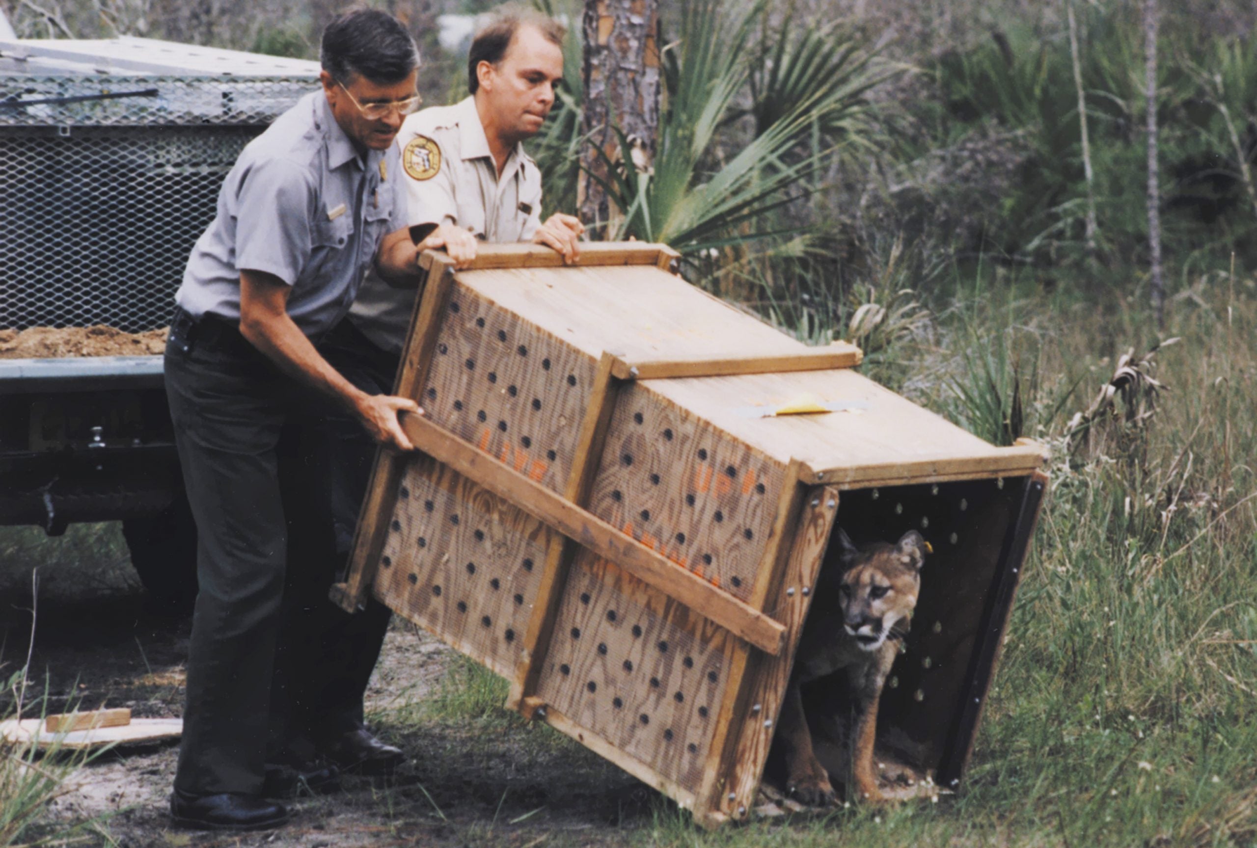 Roy McBride captured eight female Texas cougars to be turned loose in Florida to breed with panthers. The cougars’ release into the wild, seen here, was basically a Hail Mary pass in 1995.