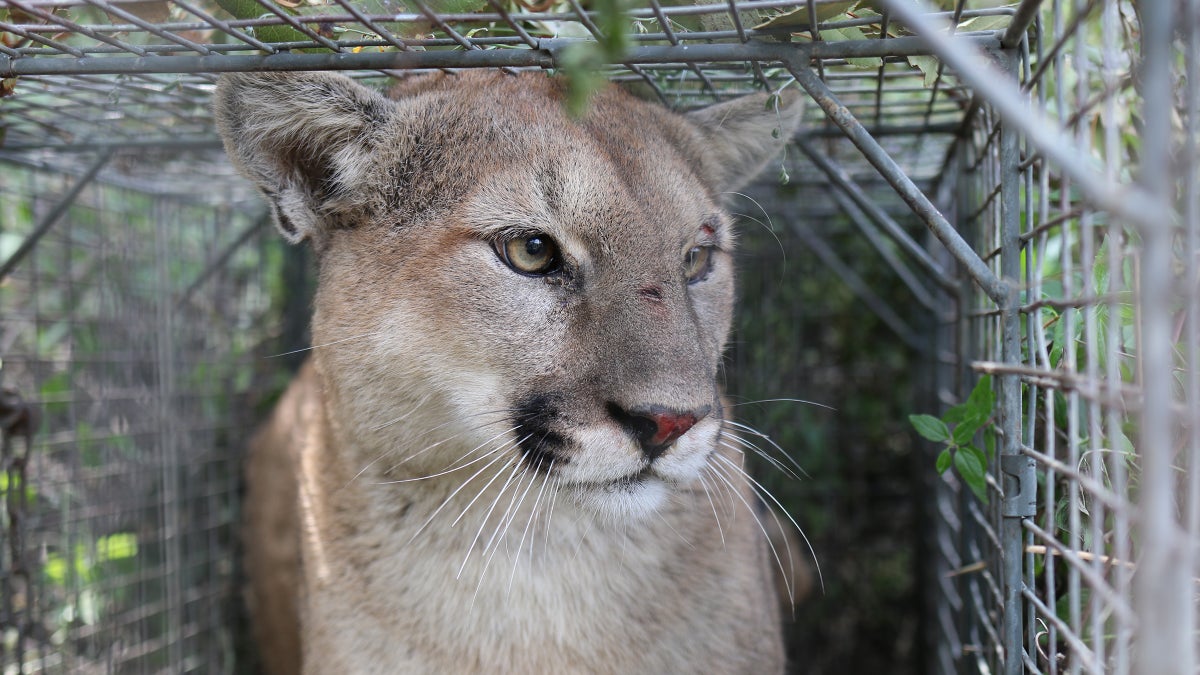 Why the Death of Mountain Lion P-56 Matters