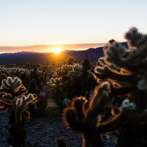 Cholla Cactus Garden sunrise