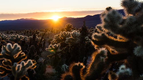 Cholla Cactus Garden sunrise