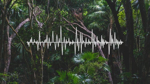 As it turns out, the best way to track people who are cutting down trees is sound.