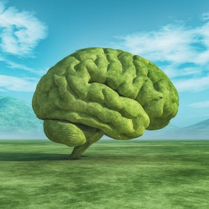 human brain on a green field