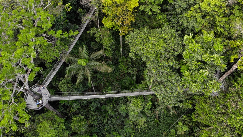 Iwokrama Canopy Walkway, Guyana