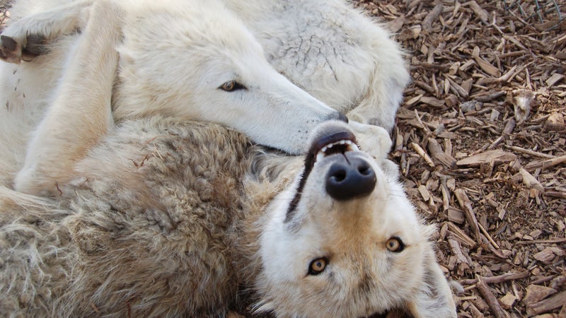 New Mexico’s Wild Spirit wolf sanctuary