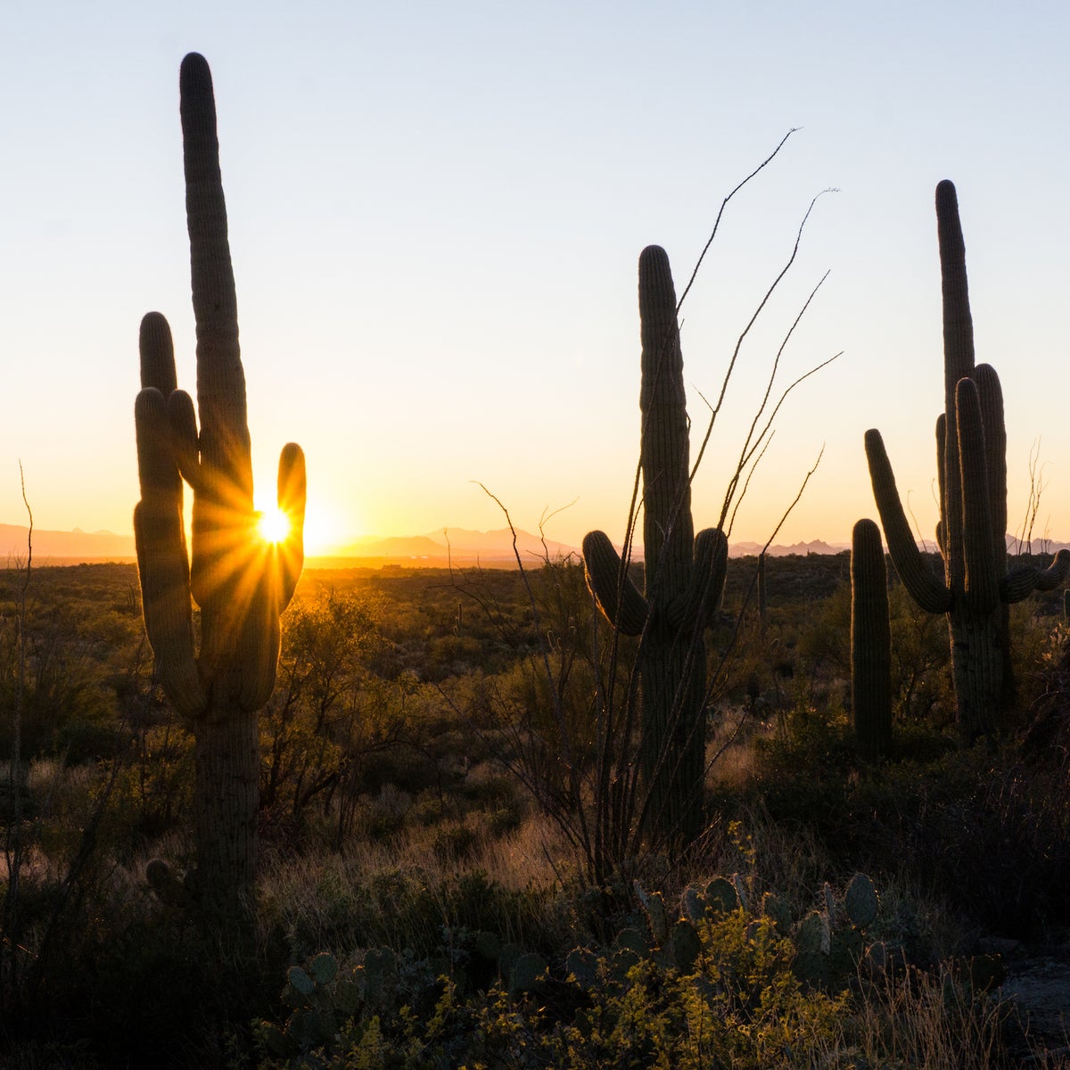 Inside the Cartoonish and Majestic Land of Saguaro