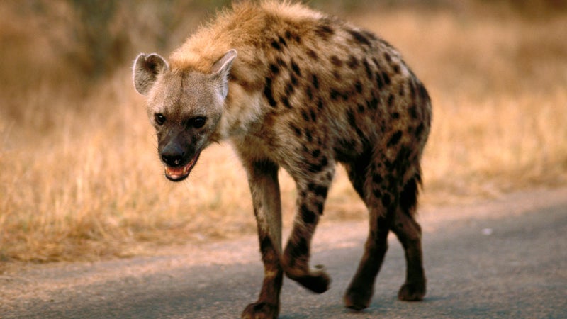 Spotted Hyena
