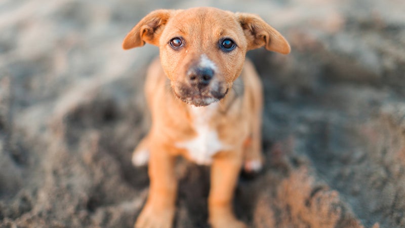 Puppy Posing On A Beach