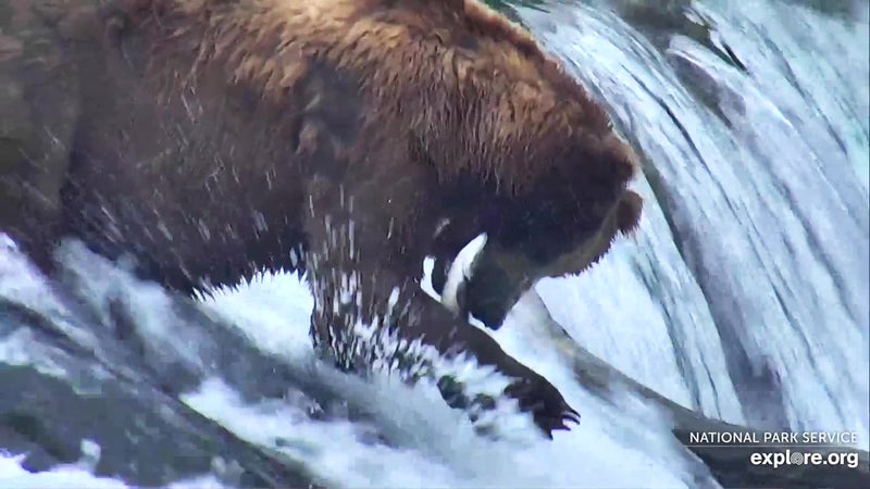 A shot of a bear catching a fish from the Bear Cam Snapshot Contest on Explore