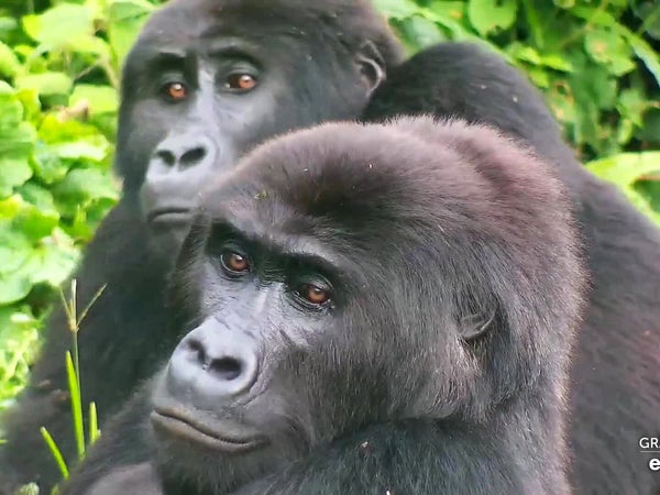 A screenshot from the Gorilla Forest Corridor livestream