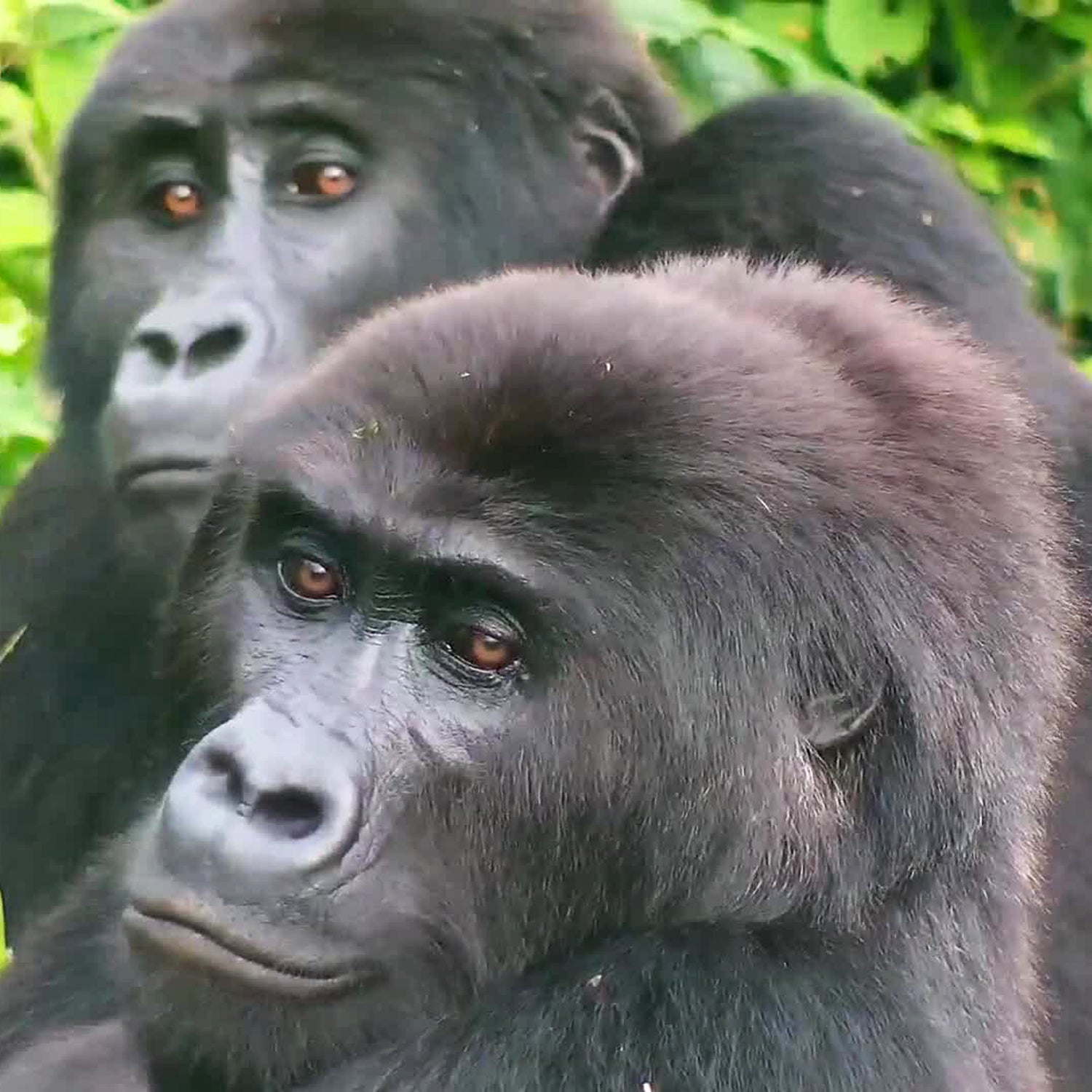 A screenshot from the Gorilla Forest Corridor livestream