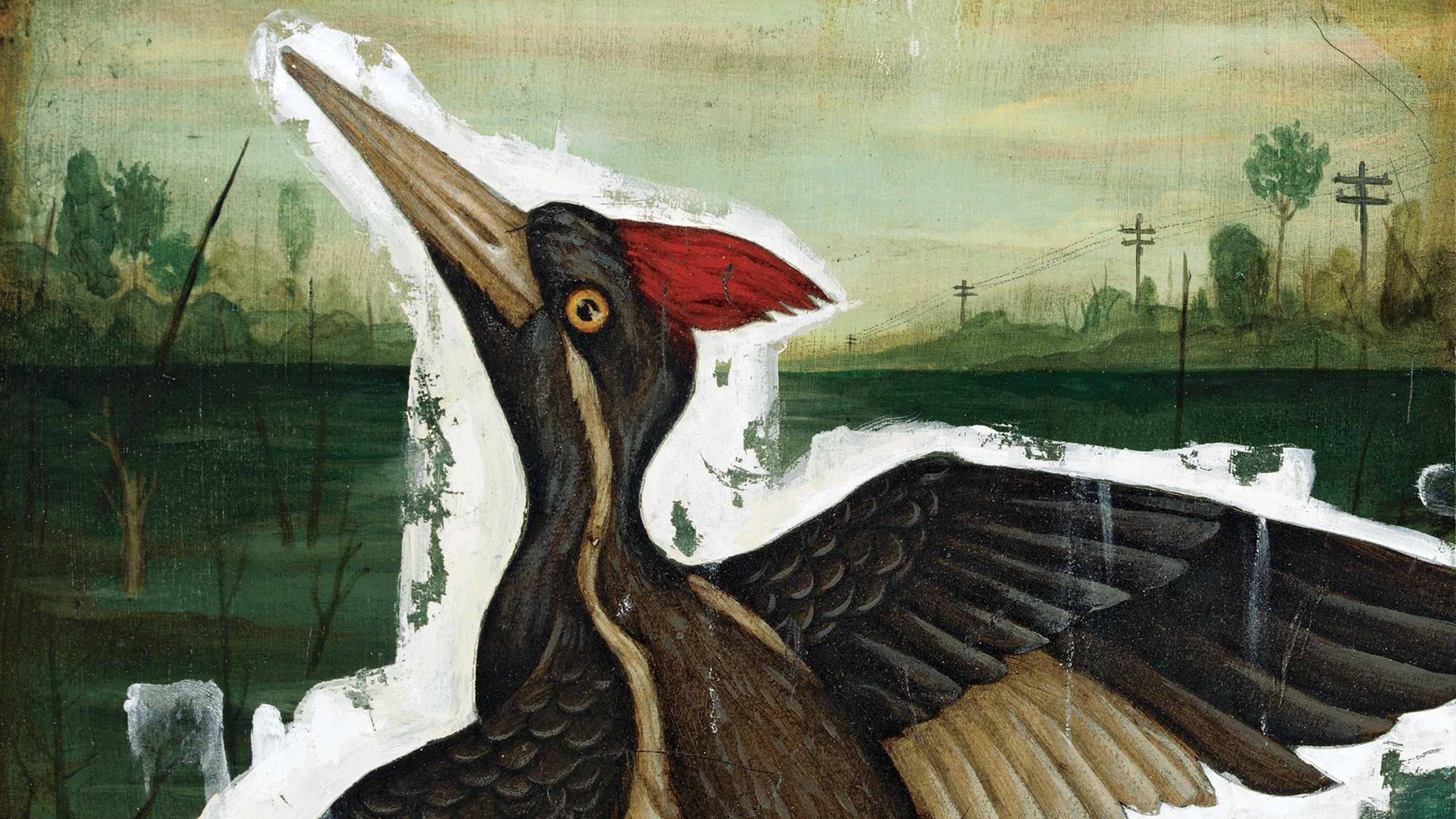 Ivory-Billed Woodpecker Is This Bird Really Extinct? picture photo
