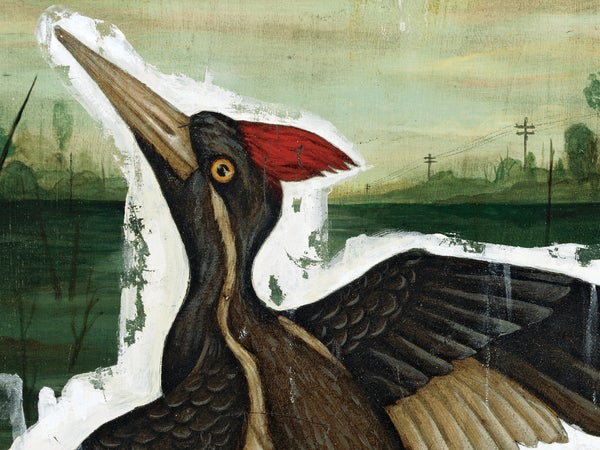 Ivory-Billed Woodpecker
