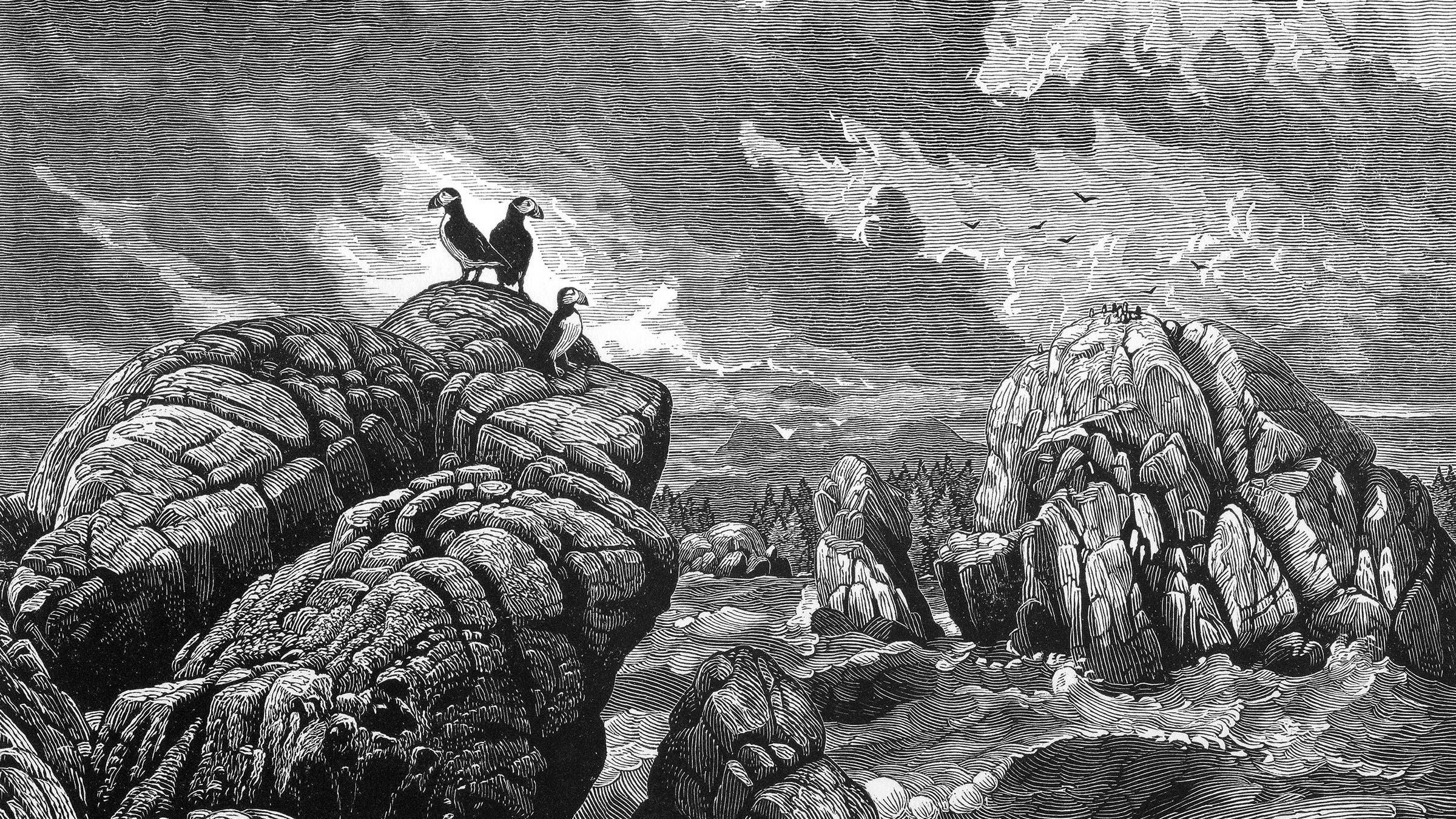 <i>Surge Bay Puffins</i>, a 2008 woodblock engraving by Eric Bealer