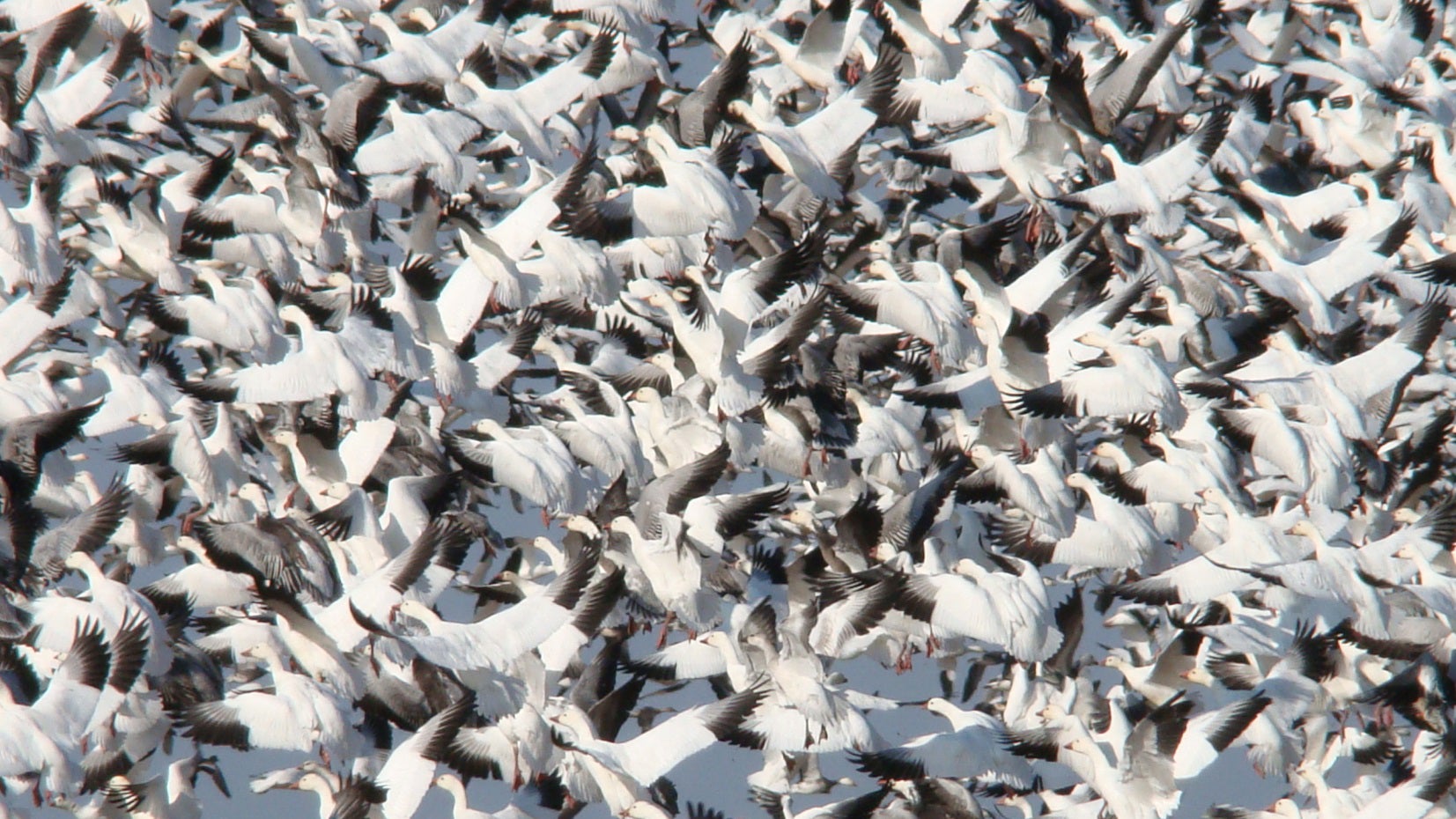 Snow geese take to the air in Arkansas. 