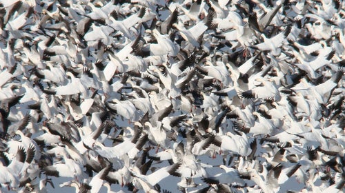 Snow geese take to the air in Arkansas.