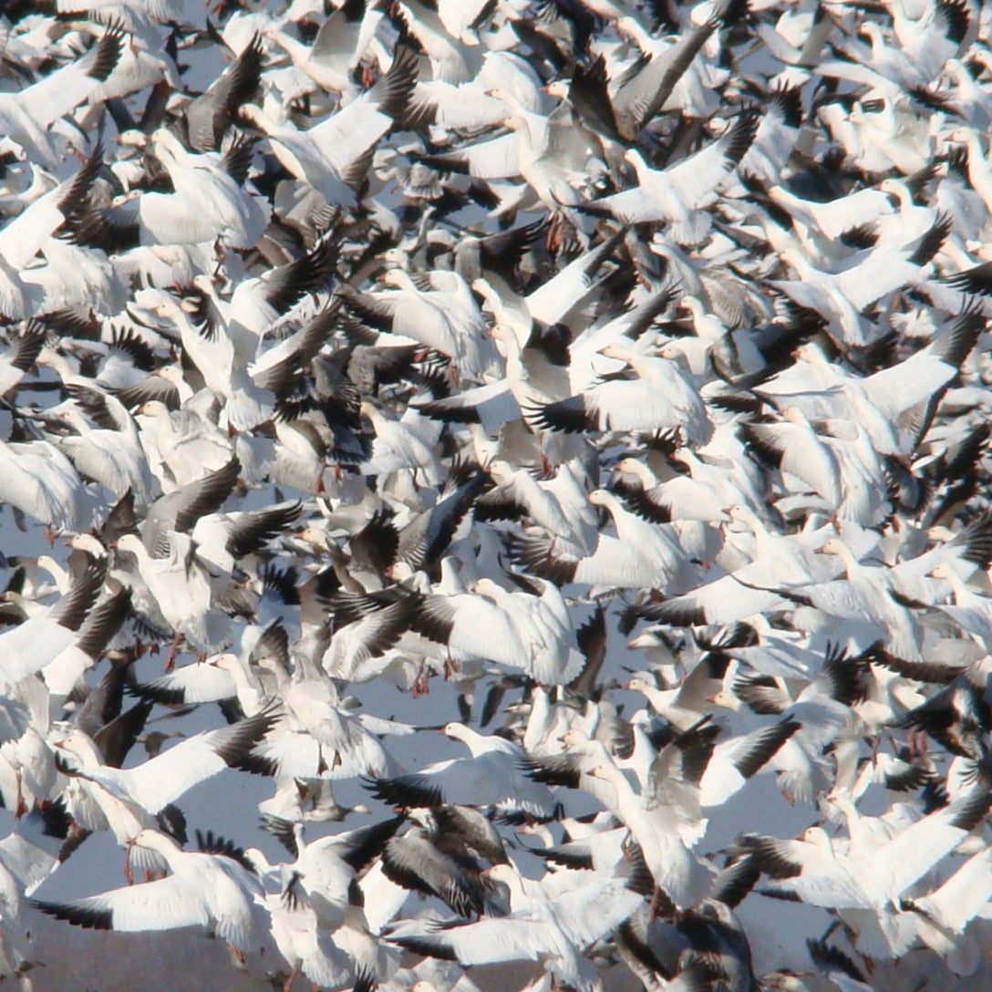 Snow geese take to the air in Arkansas.