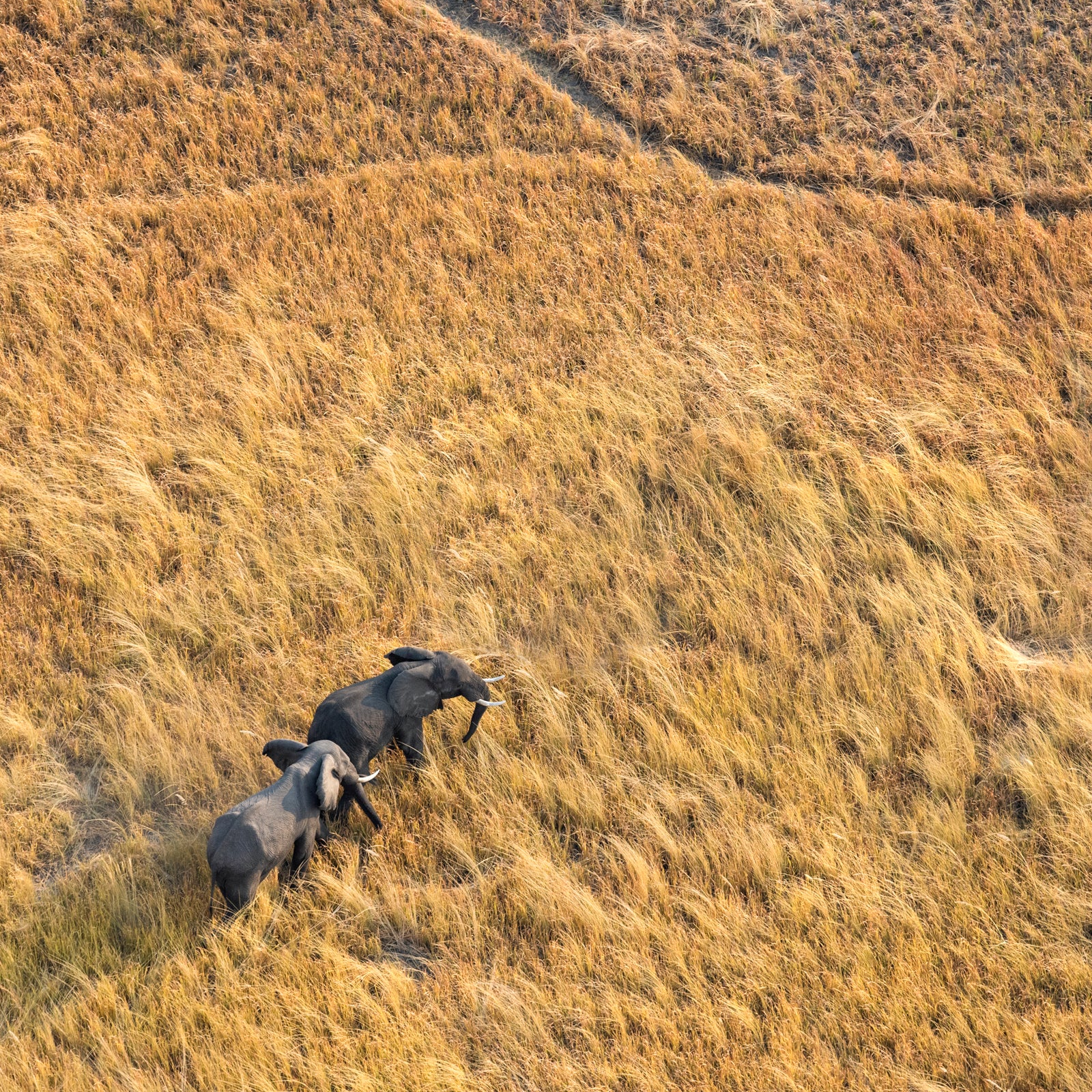 Elephants