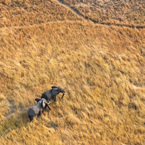 Elephants