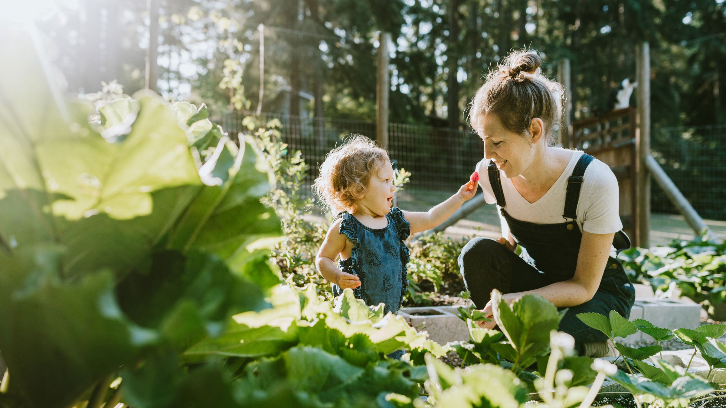 Woman and young child picking strawberries in the garden