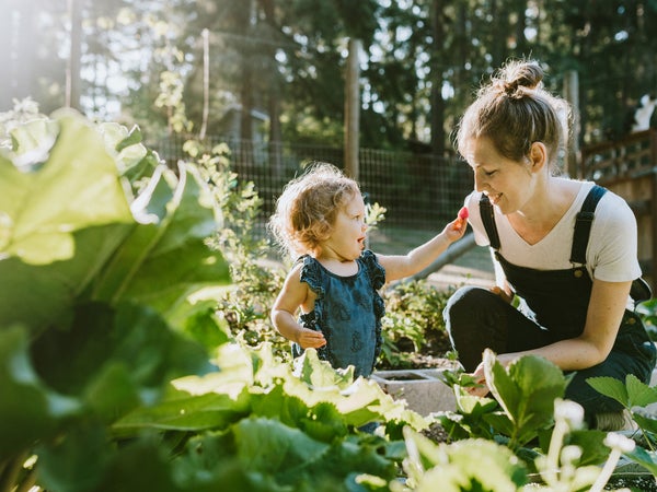 Woman and young child picking strawberries in the garden