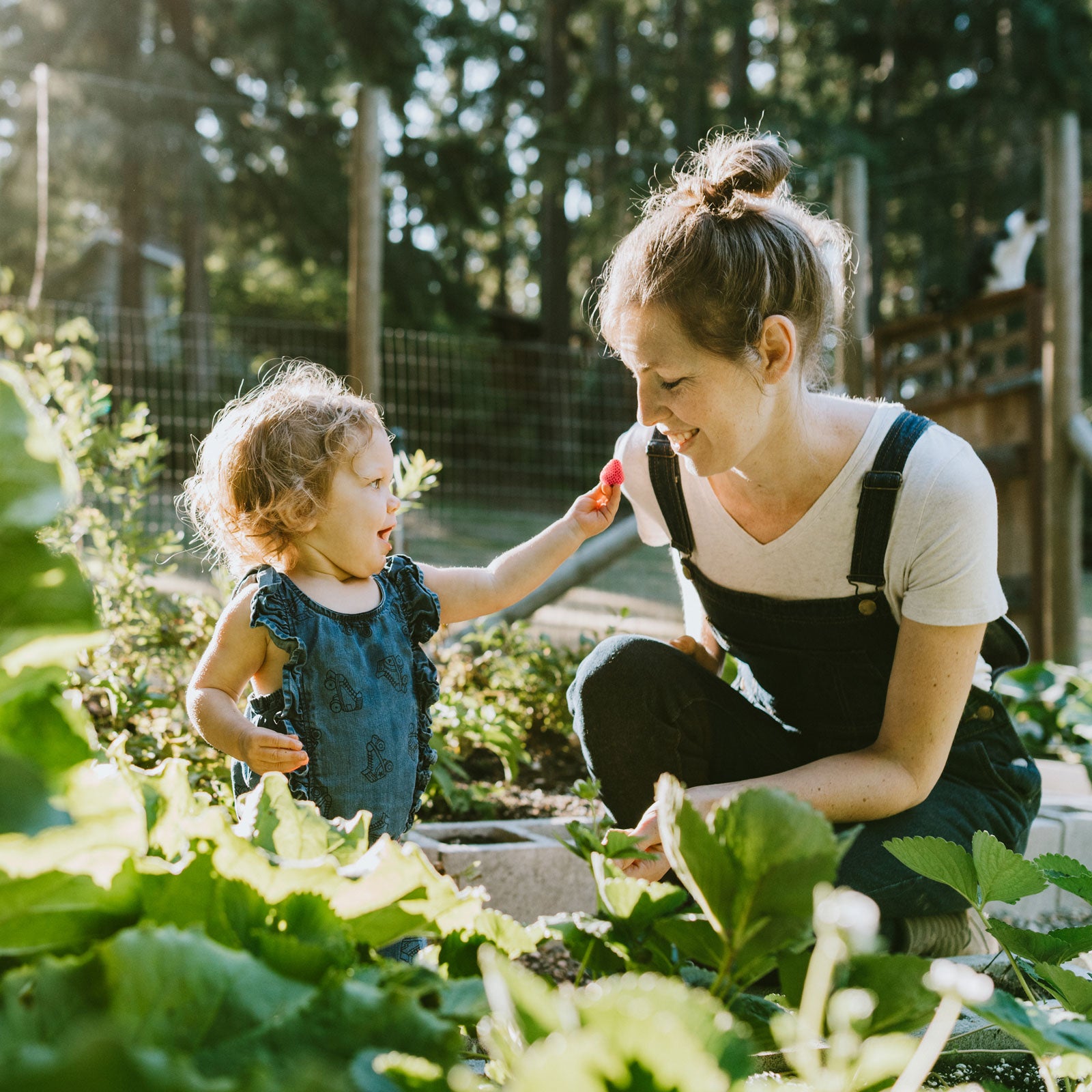 Woman and young child picking strawberries in a garden