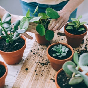 Young Woman, Passionate Houseplants Care Giver, Repotting Plants