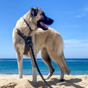 Teddy saw the ocean for the first time during our trip to Baja. After initially being surprised by the waves, she decided she likes it.