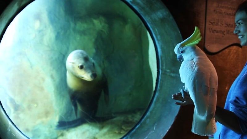 A screenshot of the Aquarium of the Pacific鈥檚 Facebook-page video of Lola, the sulphur-crested cockatoo, going on a field trip of the aquarium