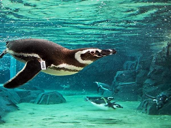 A screenshot from an Aquarium of the Pacific webcam of a penguin swimming