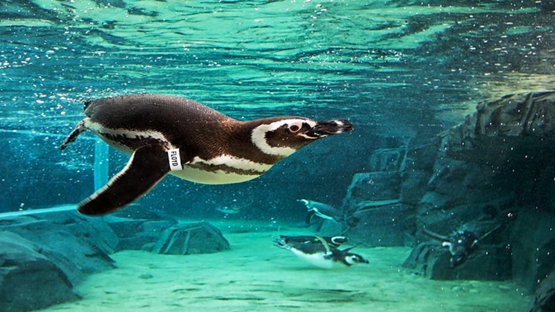 A screenshot from an Aquarium of the Pacific webcam of a penguin swimming