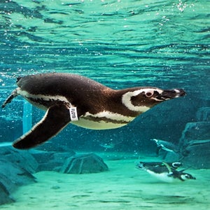 A screenshot from an Aquarium of the Pacific webcam of a penguin swimming