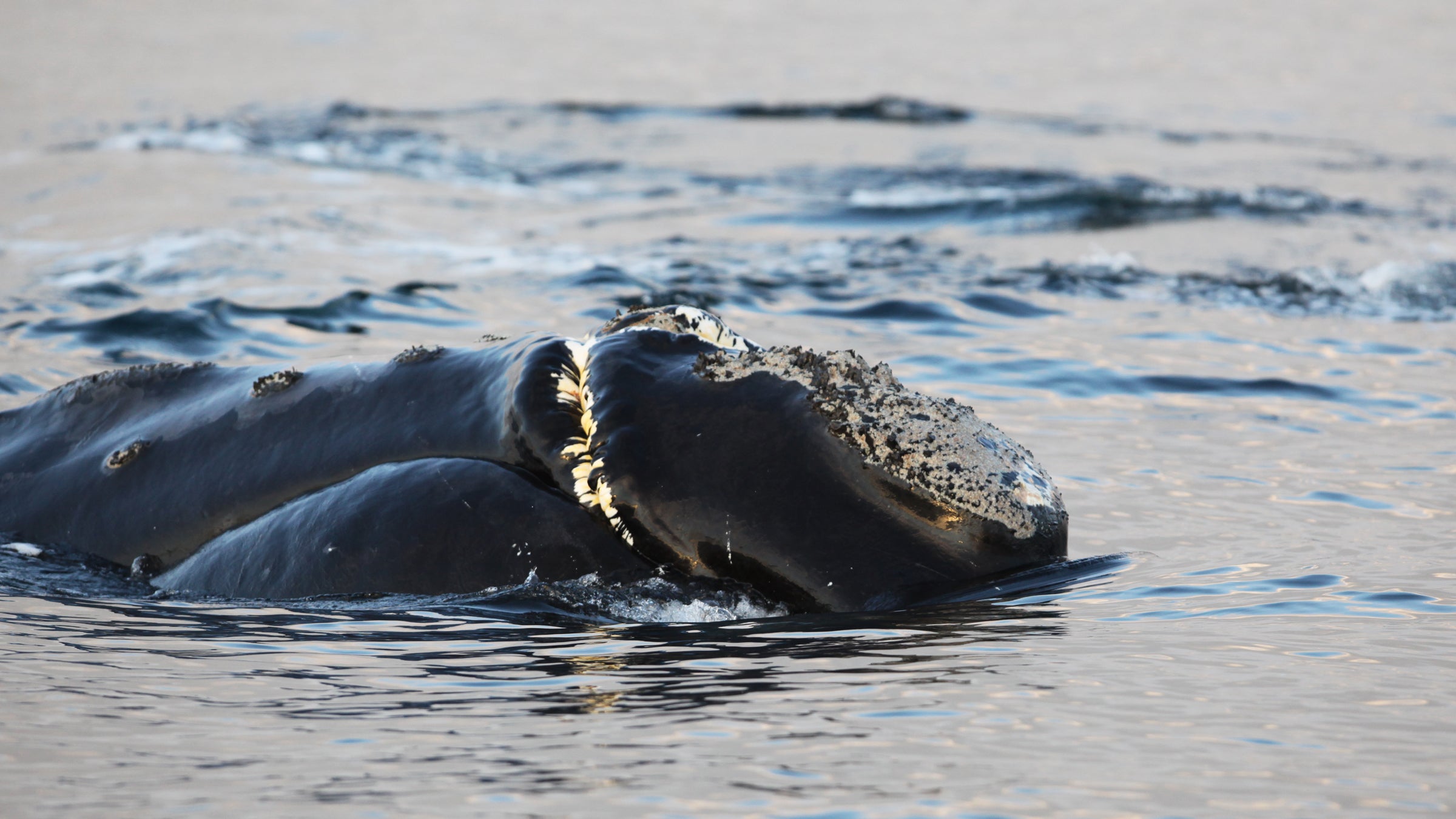 The North Pacific right whale seen at Swiftsure Bank in 2013