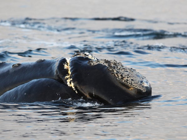The North Pacific right whale seen at Swiftsure Bank in 2013